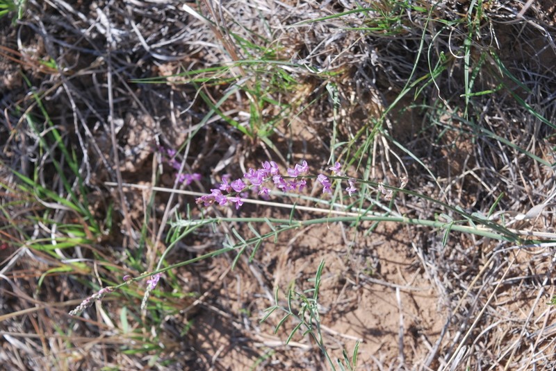 Slender Milkvetch photo 4