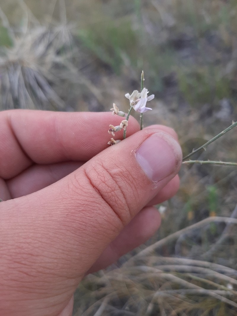 Slender Milkvetch photo 5