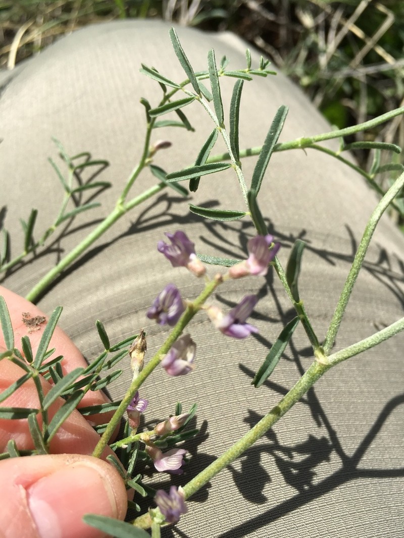Slender Milkvetch photo 6