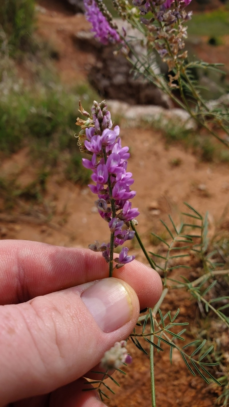 Slender Milkvetch photo 7