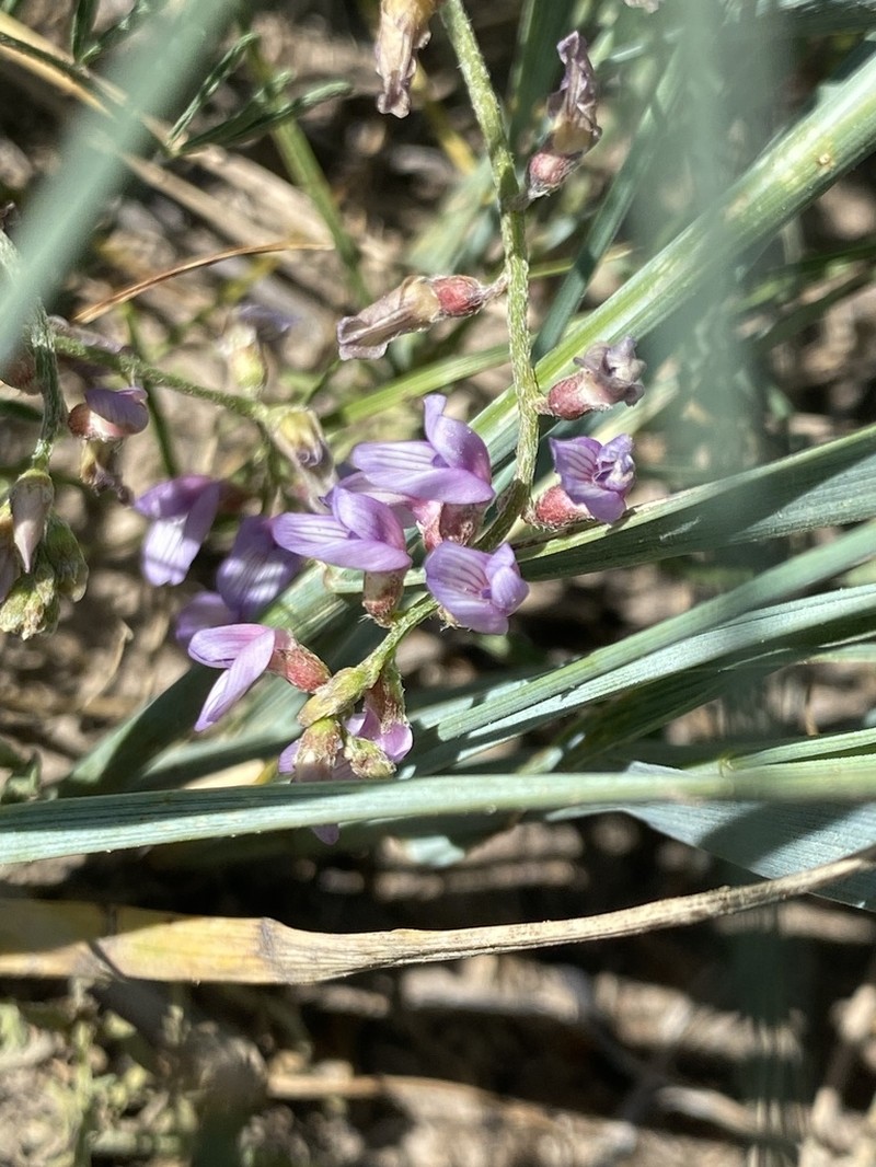 Slender Milkvetch photo 8