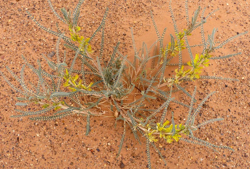 Astragalus graecus