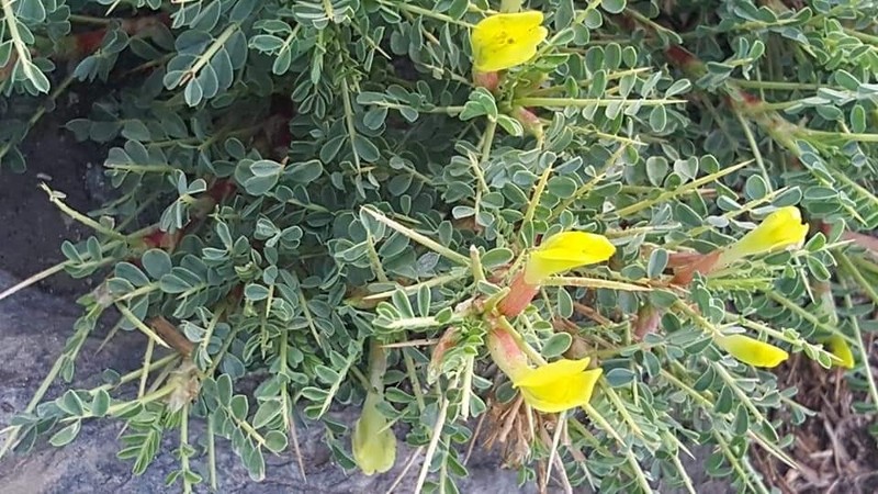 Astragalus grahamianus