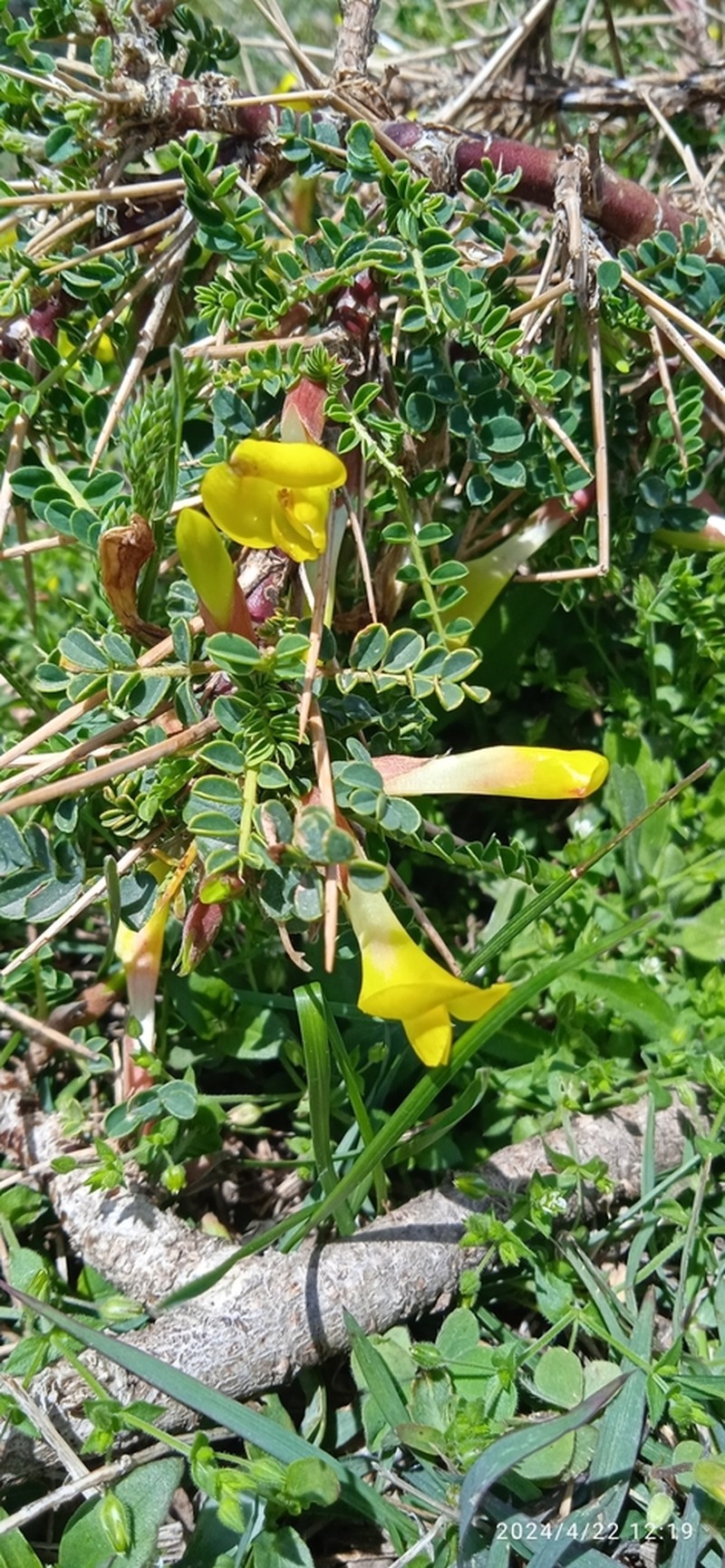 Astragalus grahamianus photo 2