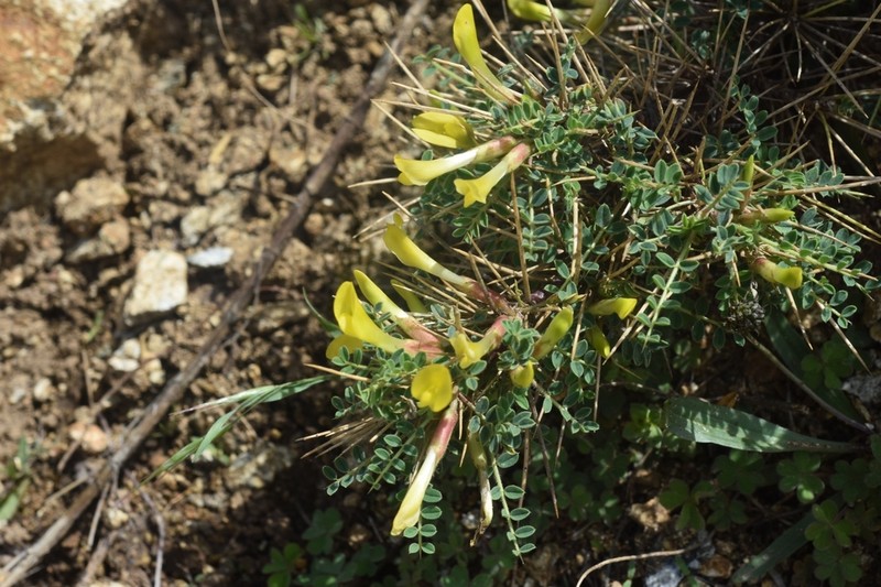 Astragalus grahamianus photo 3