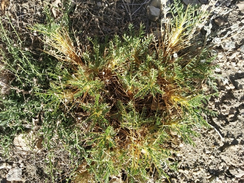 Astragalus grahamianus photo 5