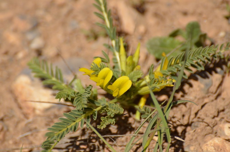 Astragalus grahamianus photo 6