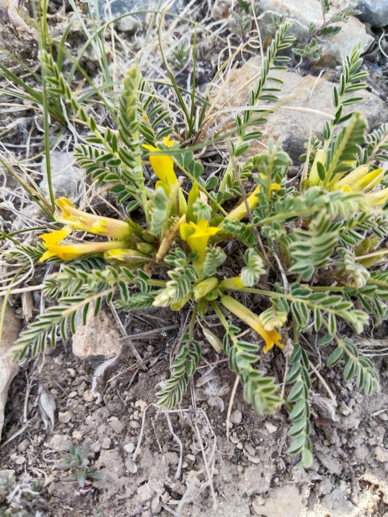 Astragalus grahamianus photo 7