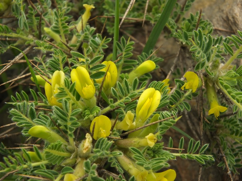Astragalus grahamianus photo 8