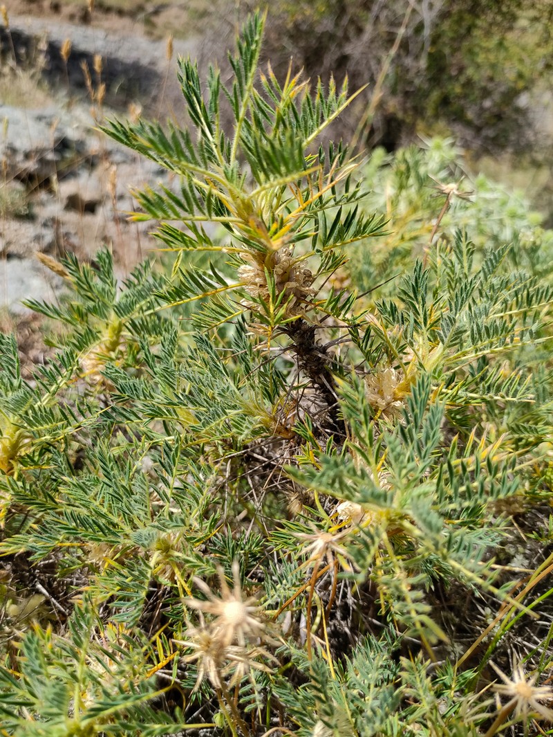 Astragalus granatensis