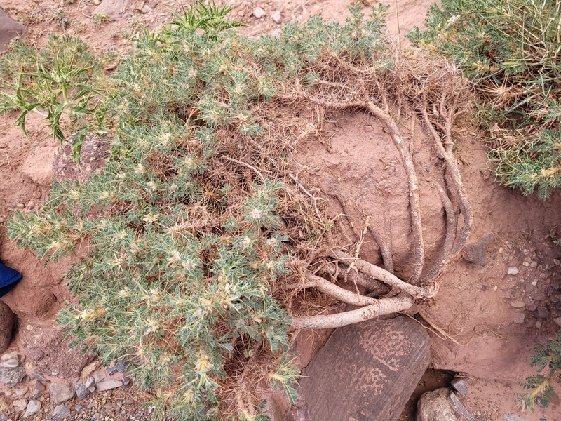 Astragalus granatensis photo 2