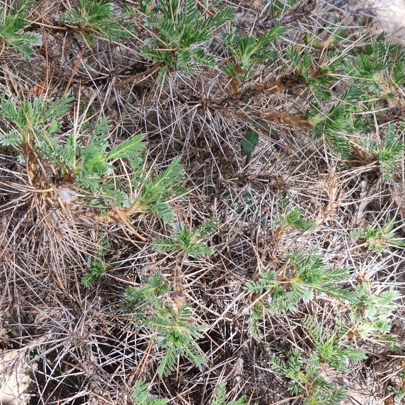 Astragalus granatensis photo 3
