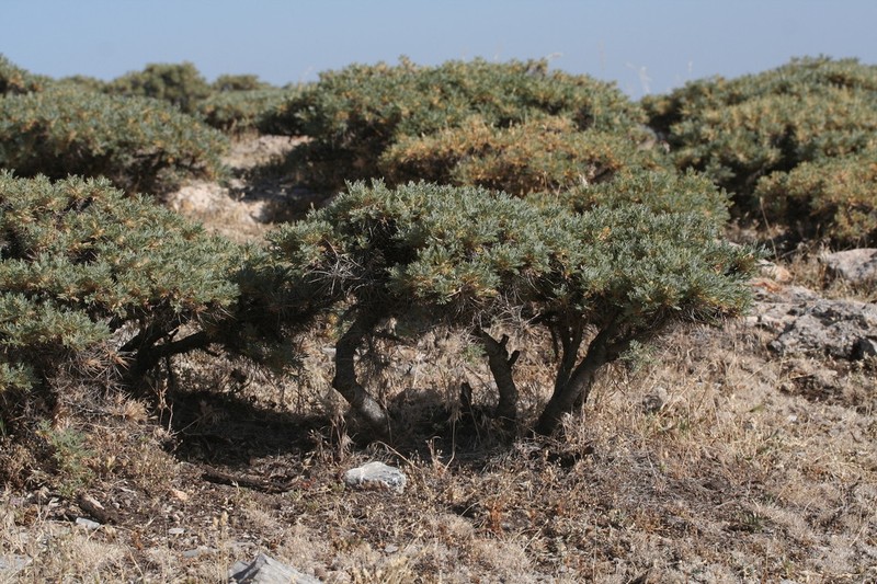 Astragalus granatensis photo 4