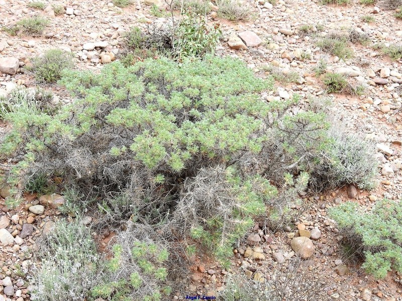 Astragalus granatensis photo 5