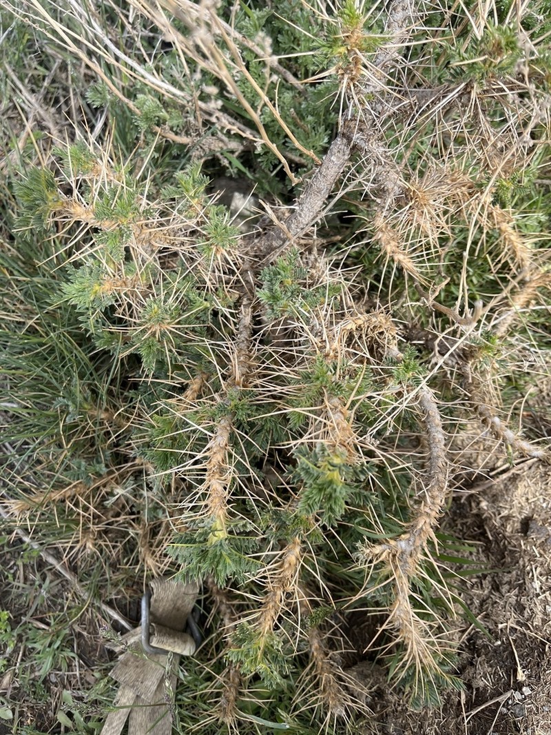 Astragalus granatensis photo 6