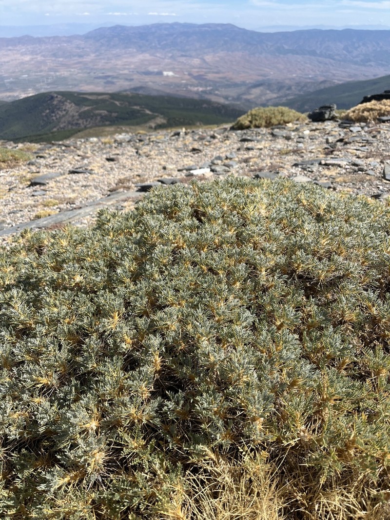 Astragalus granatensis photo 7