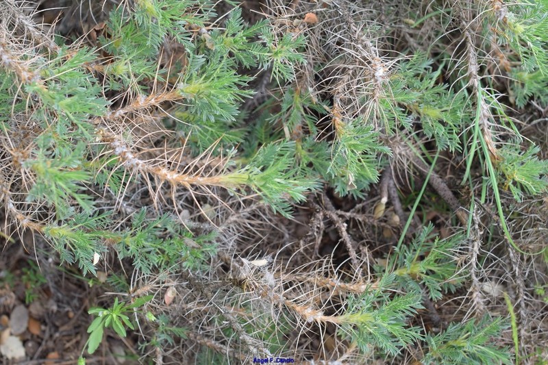 Astragalus granatensis photo 8