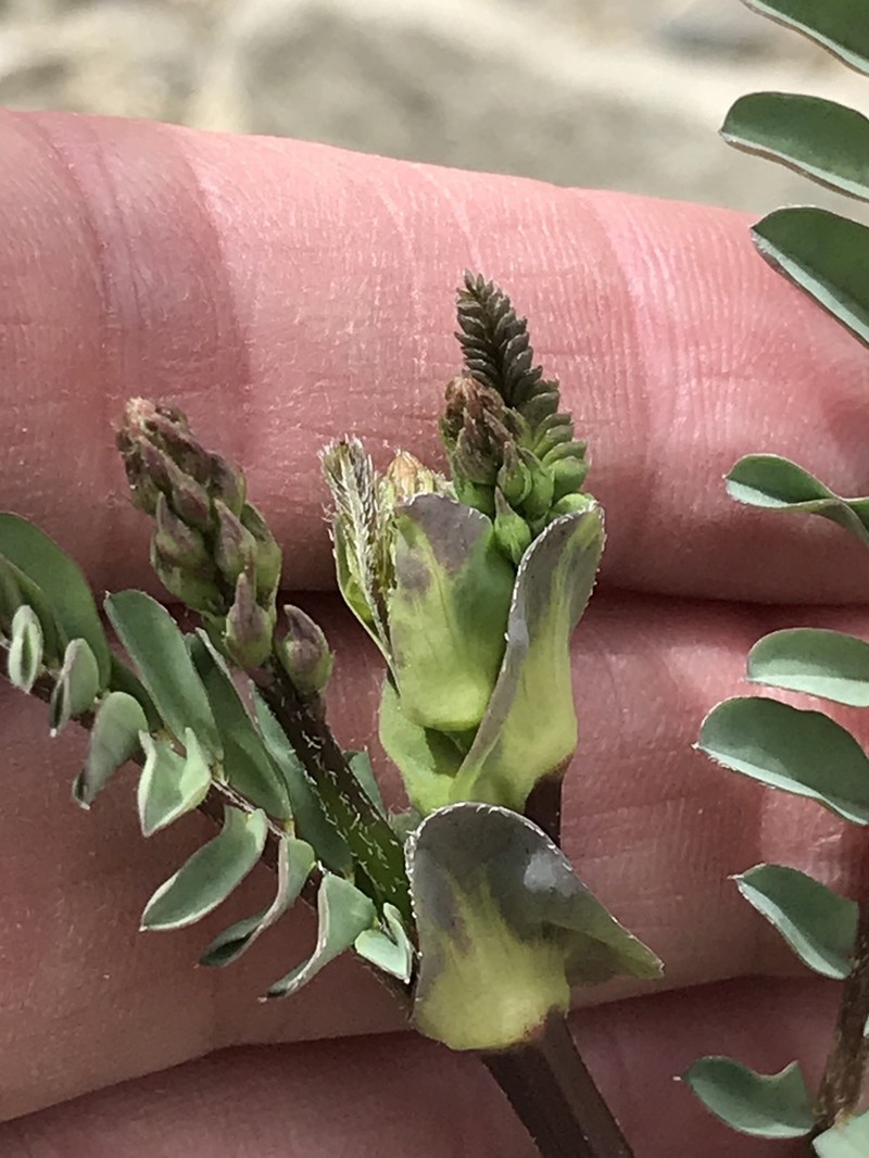 Astragalus graveolens photo 2