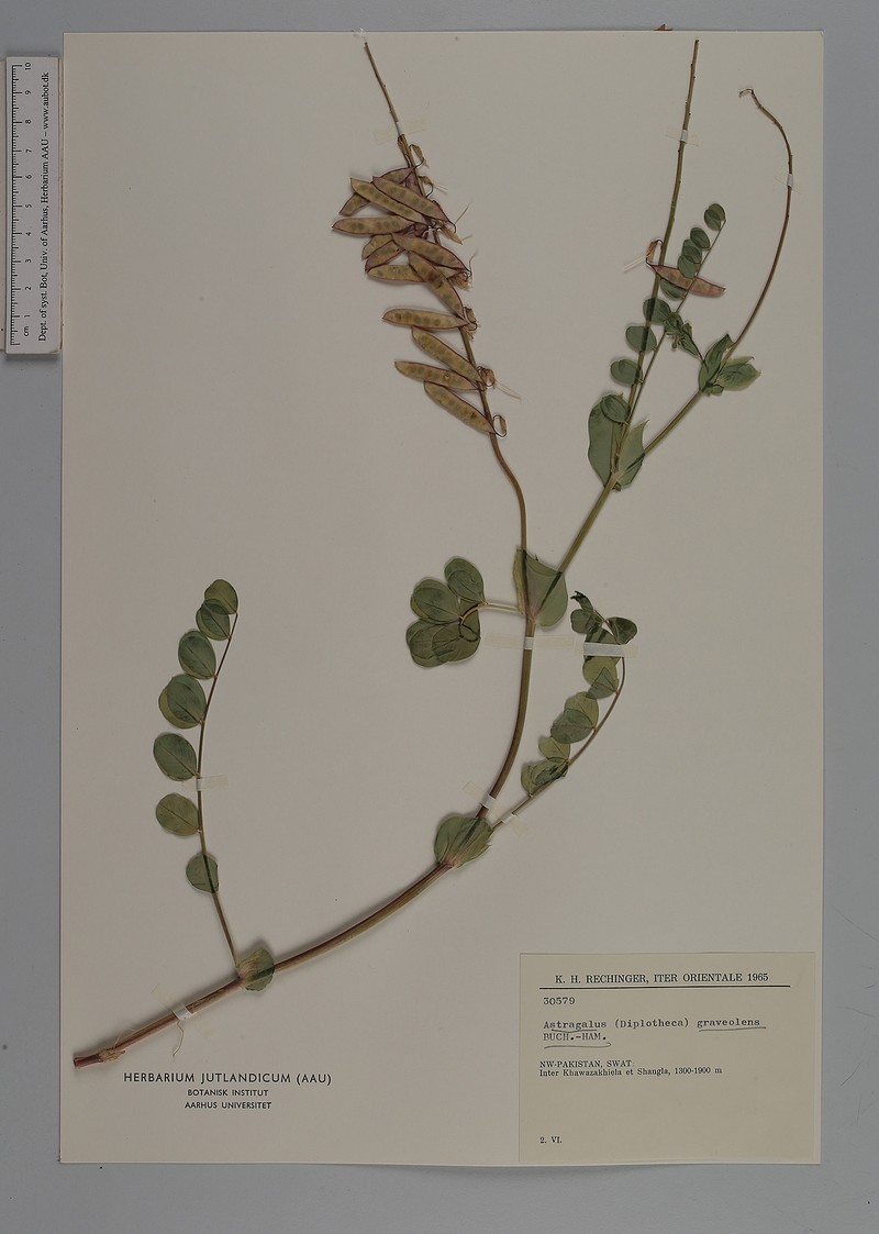 Astragalus graveolens photo 4