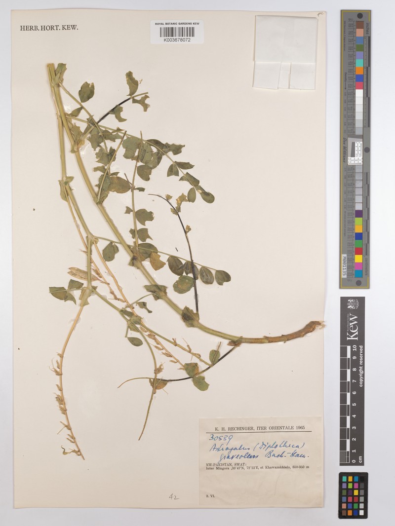 Astragalus graveolens photo 5