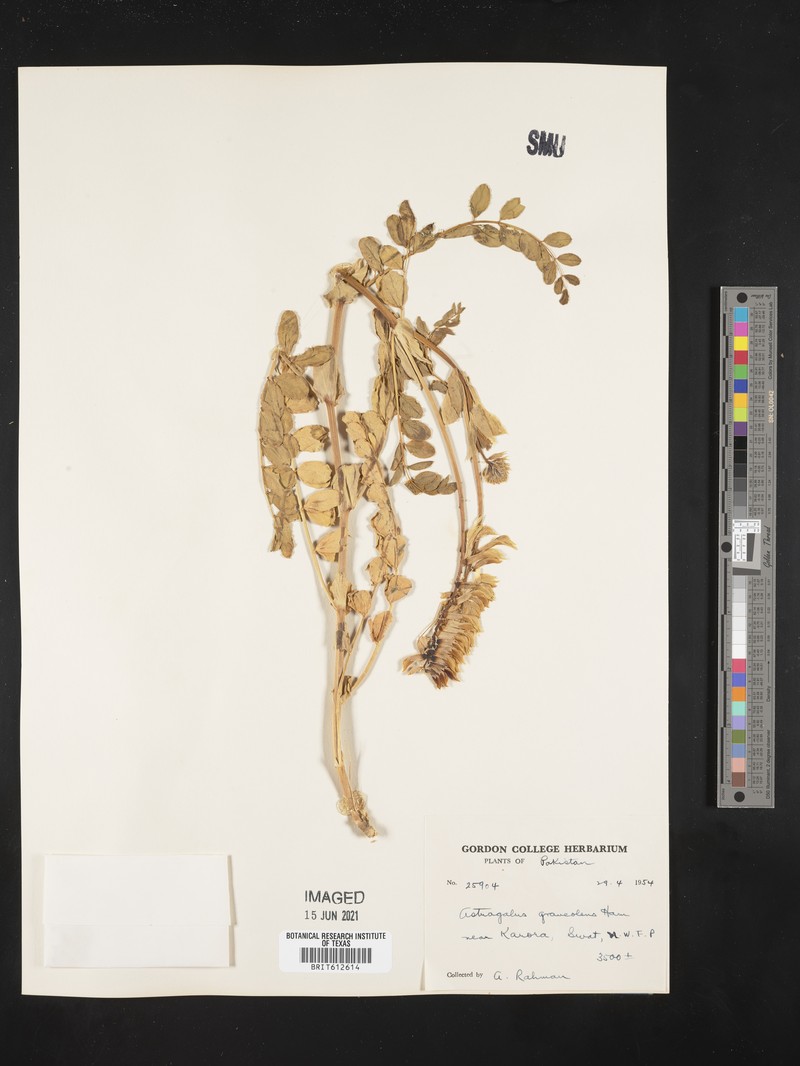 Astragalus graveolens photo 6