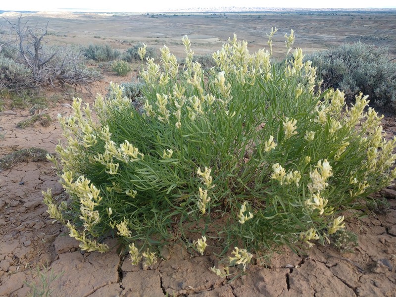 Gray's Milkvetch