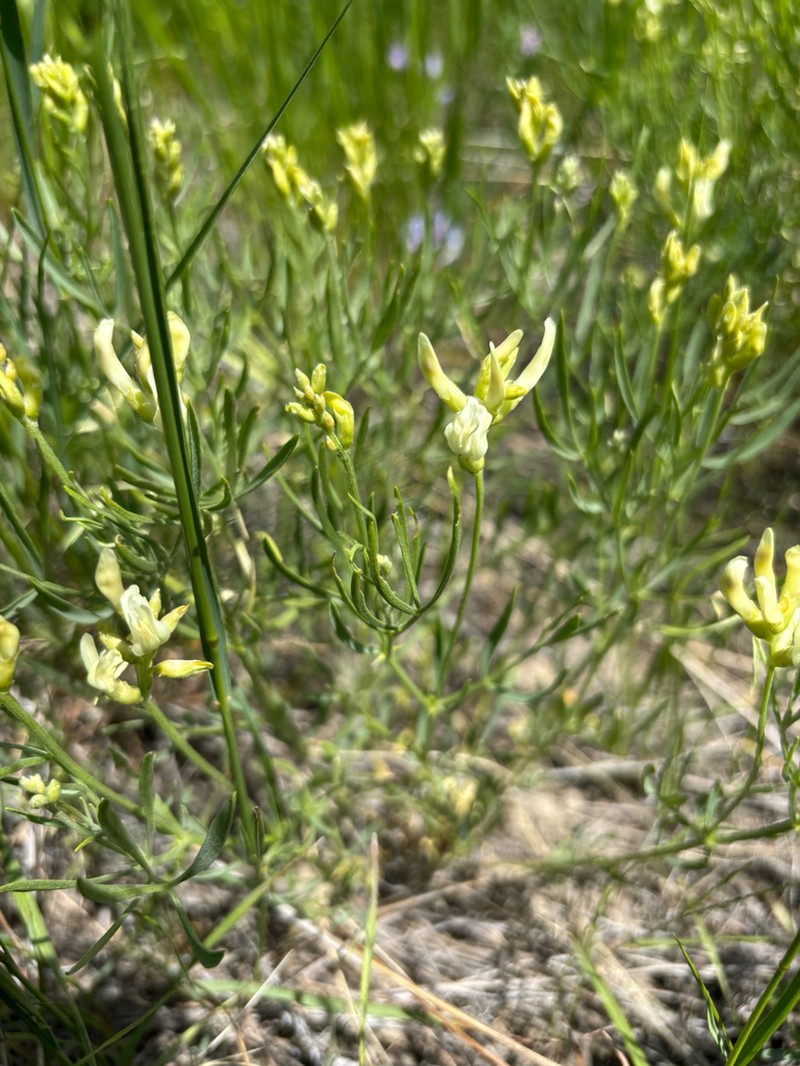 Gray's Milkvetch photo 2