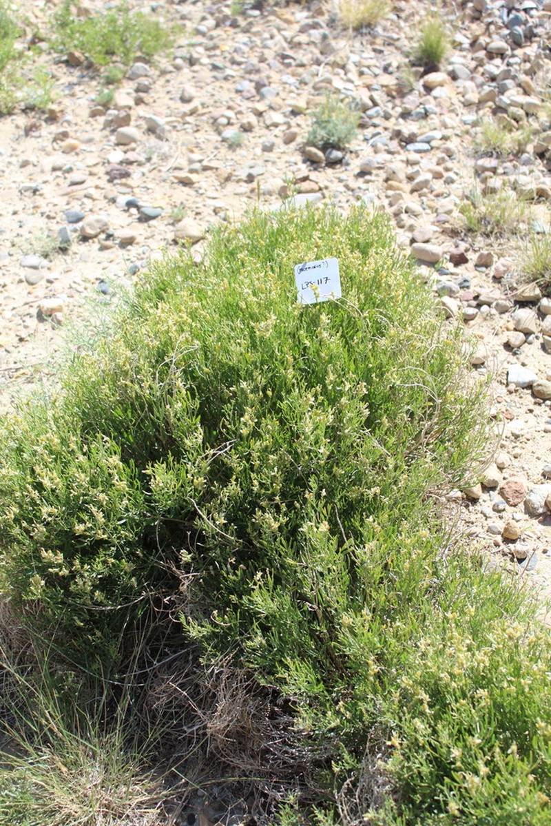 Gray's Milkvetch photo 3