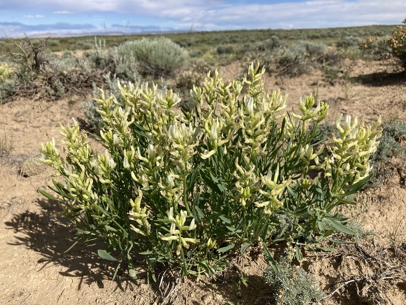 Gray's Milkvetch photo 4