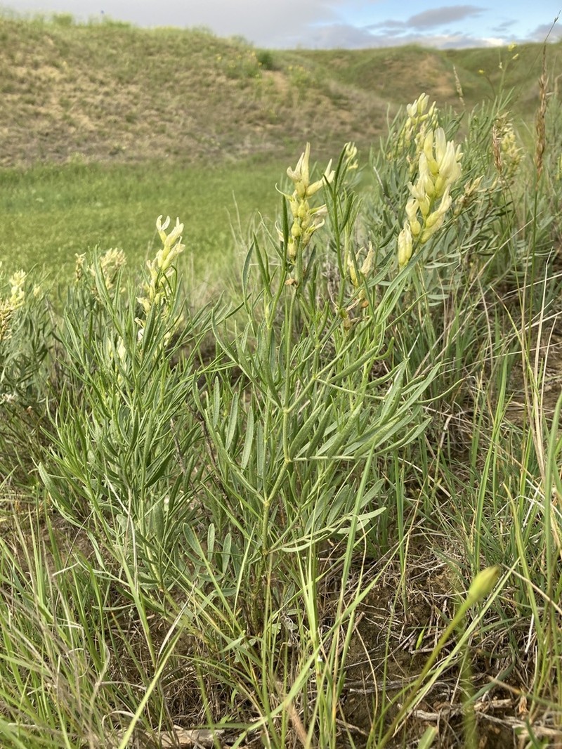 Gray's Milkvetch photo 5
