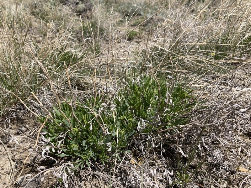 Gray's Milkvetch photo 6