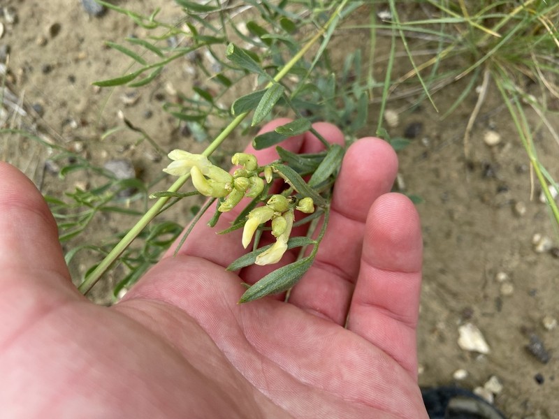 Gray's Milkvetch photo 7