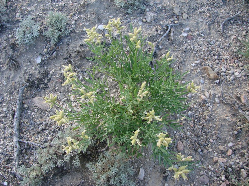 Gray's Milkvetch photo 8