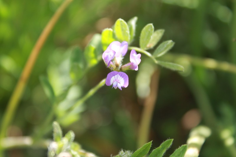 Astragalus greggii