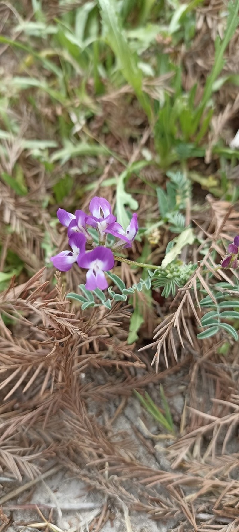 Astragalus greggii photo 2