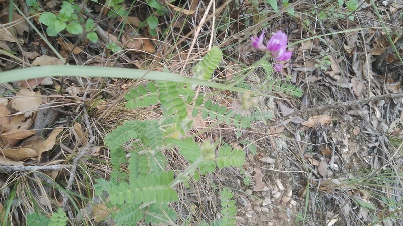 Astragalus greggii photo 3