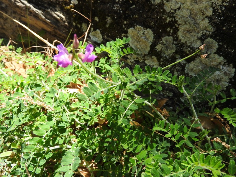 Astragalus greggii photo 4