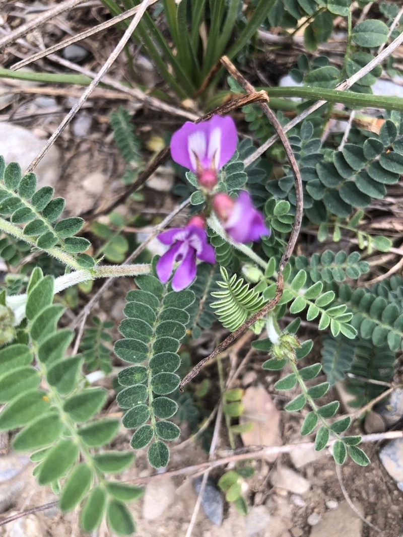 Astragalus greggii photo 5