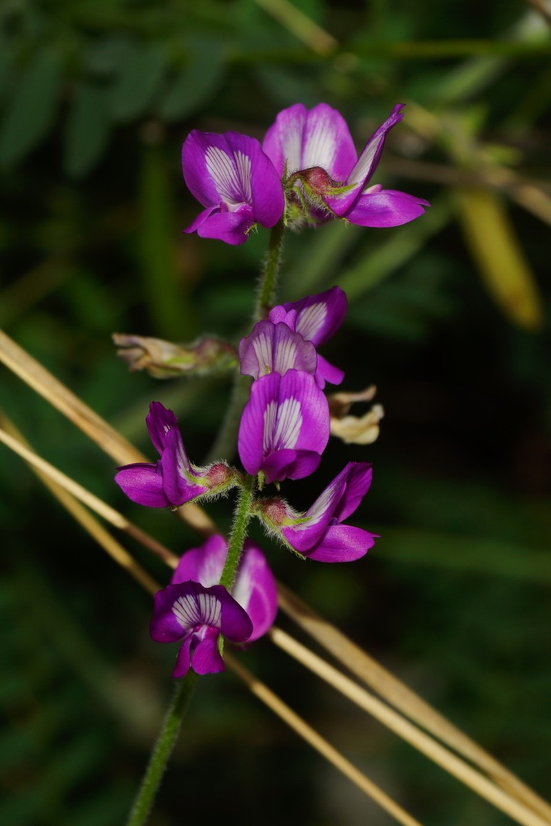 Astragalus greggii photo 6
