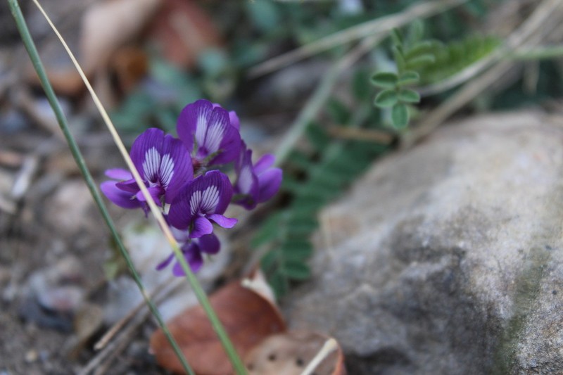 Astragalus greggii photo 7