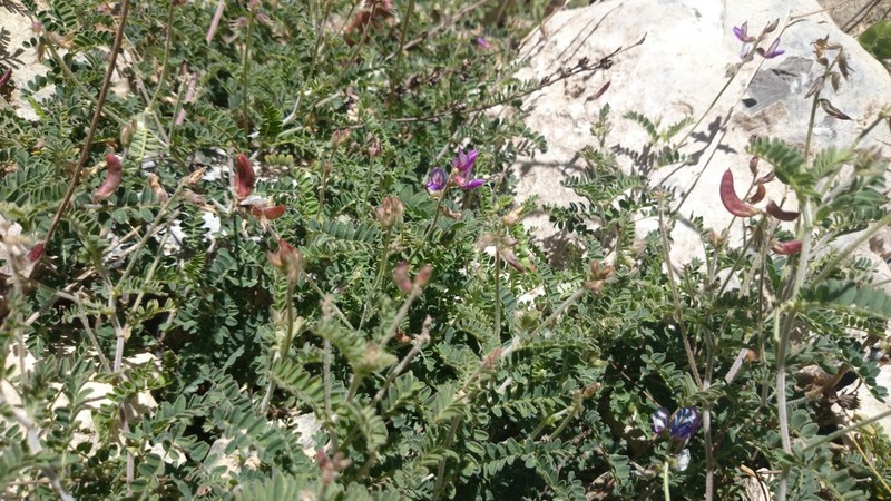 Astragalus greggii photo 8