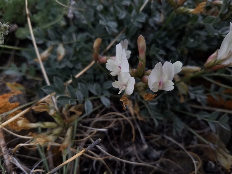 Astragalus gregorii