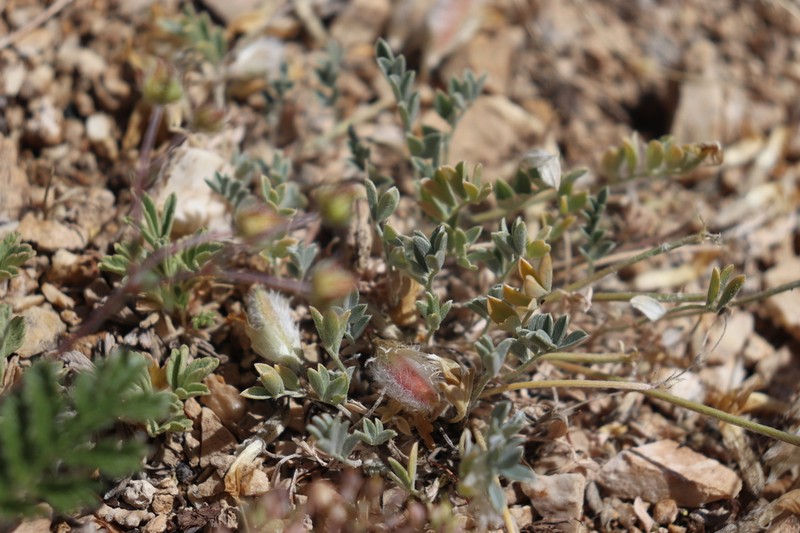 Astragalus gregorii photo 2