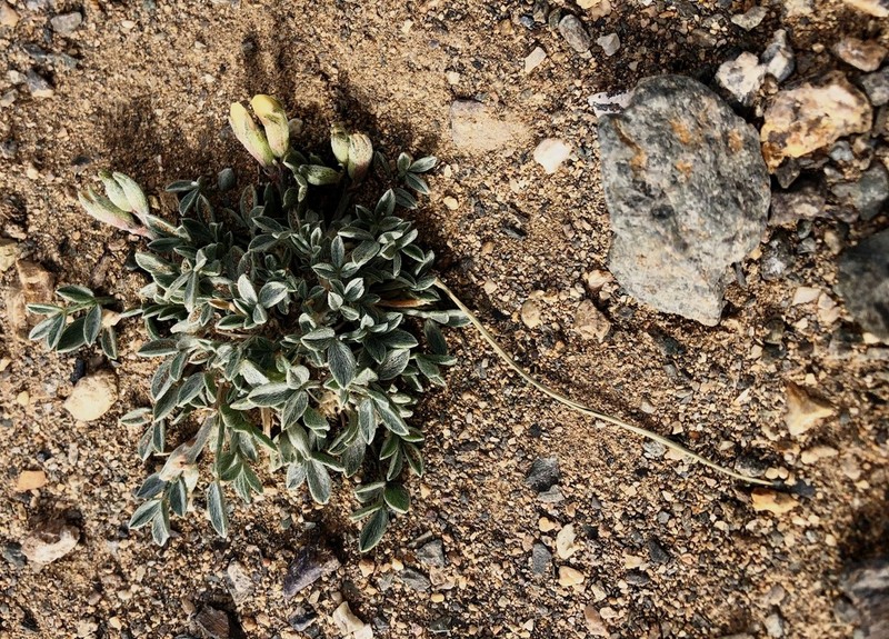 Astragalus gregorii photo 3