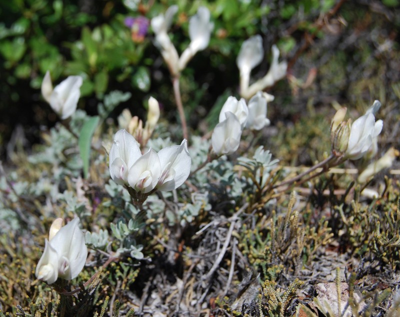 Astragalus gregorii photo 4