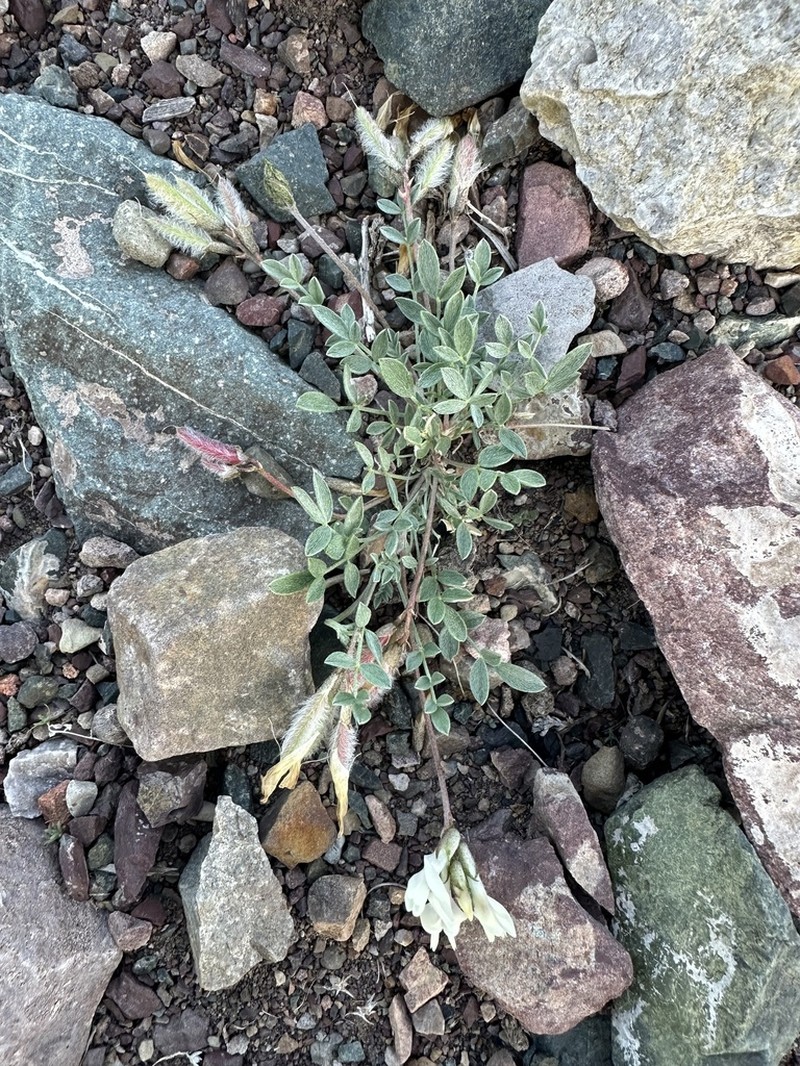 Astragalus gregorii photo 5