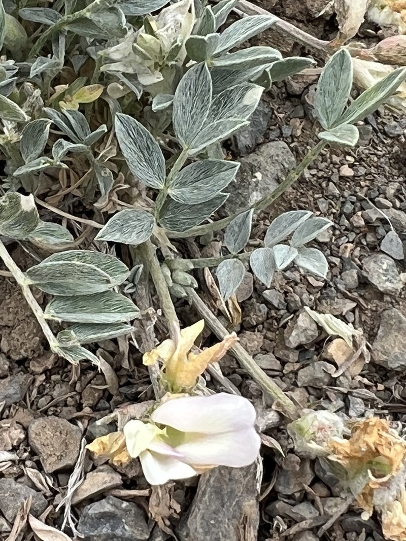 Astragalus gregorii photo 6