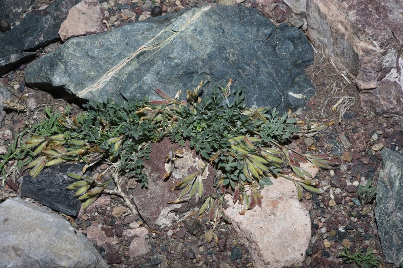 Astragalus gregorii photo 7