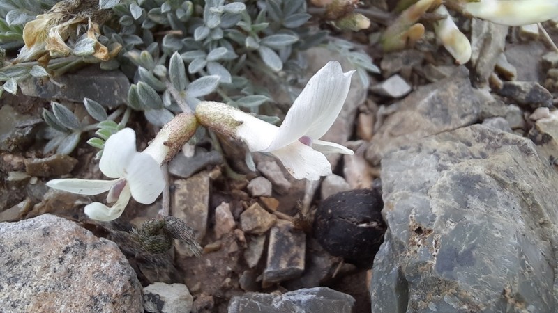 Astragalus gregorii photo 8