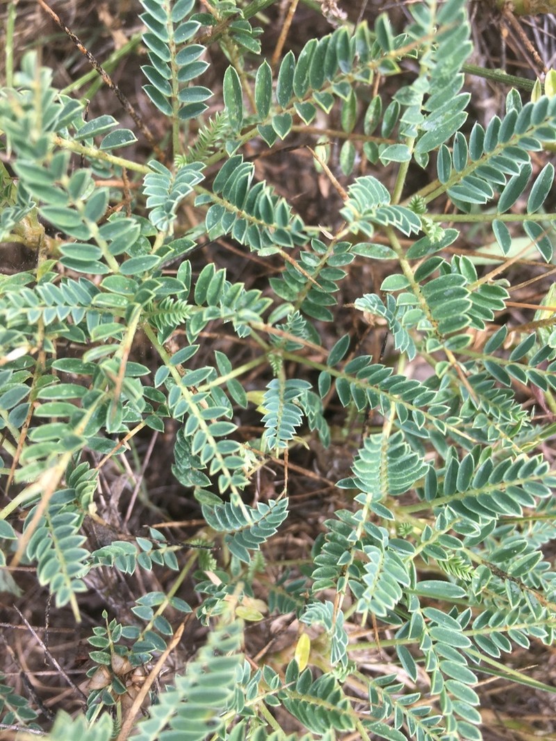 Astragalus greuteri